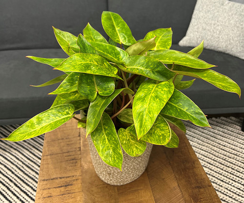 Philodendron Painted Lady 6in