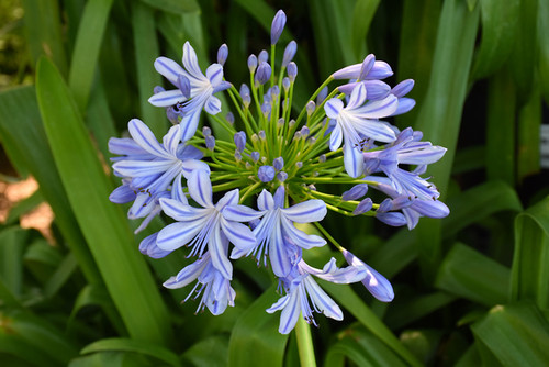 Agapanthus 'Lily of the Nile3G