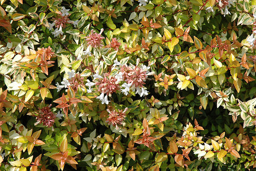 Abelia 'Kaliedescope' 2G