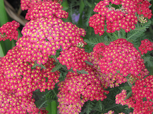 Achillea 'Paprika' QT