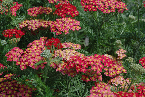 Achillea 'Paprika' QT