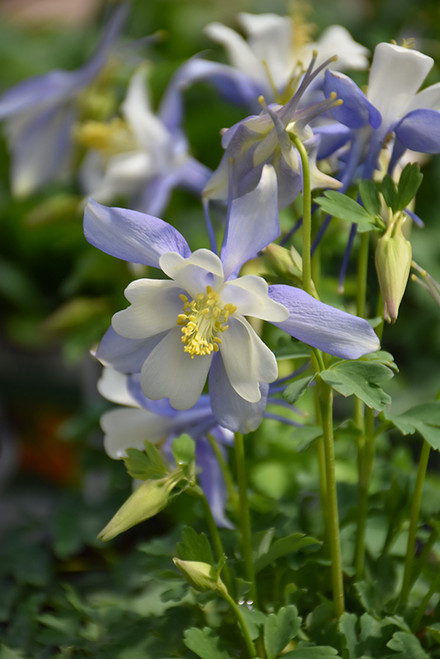 Columbine 'Kirigami B & W' 1G