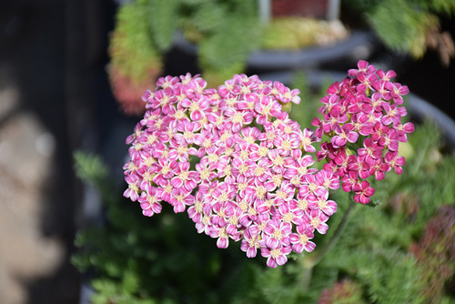 Achillea D/E 'Deep Rose' 1G