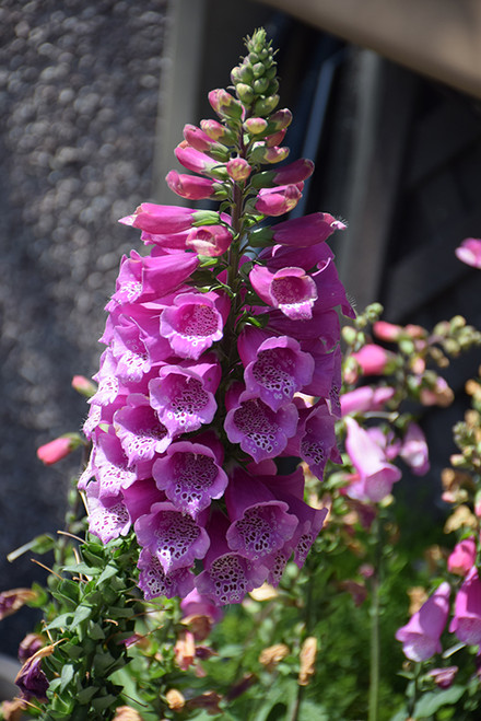 Foxglove 'Dalmatian Purple' 1G