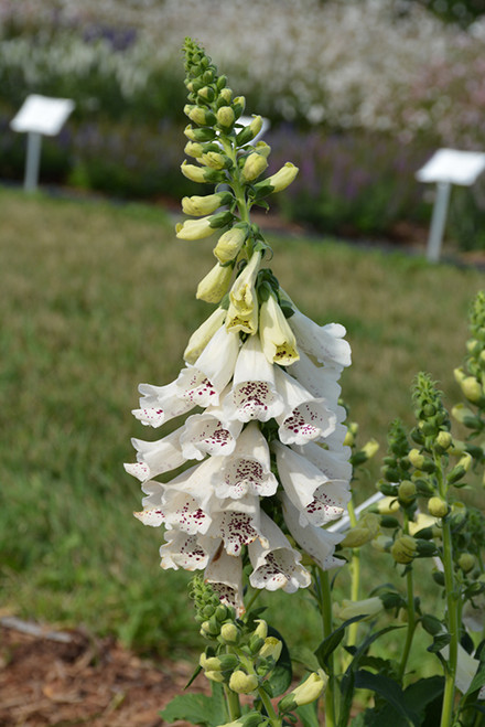 Foxglove 'Dalmatian White' Qt