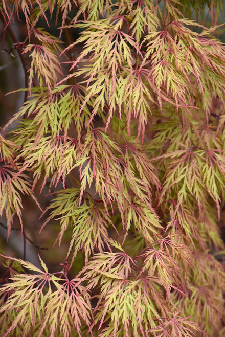 Maple Japan 'Orangeola' 18+7G