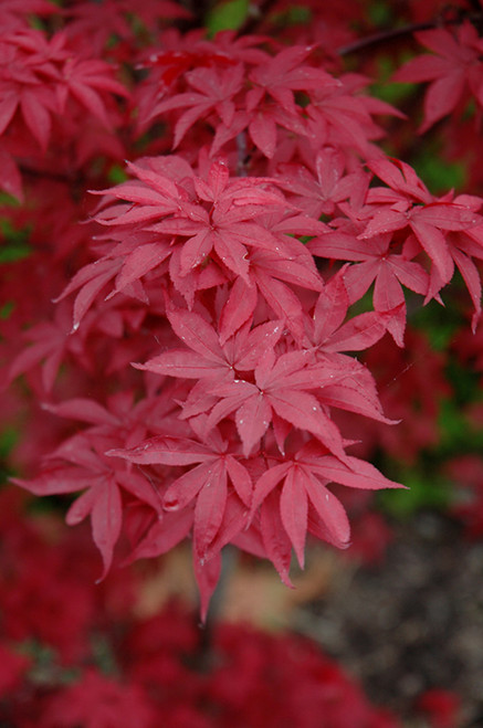 Maple Japan 'Twombley Red' 10G