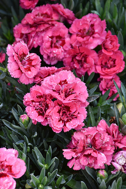 Dianthus Osc 'Cherry Velvet'QT