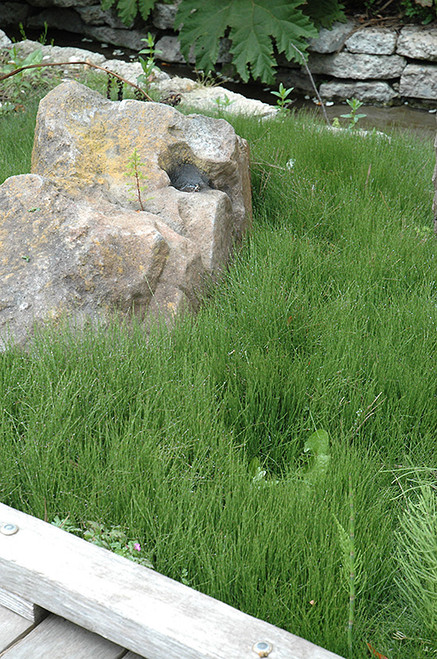 WP Horsetail Dwarf 4/5in
