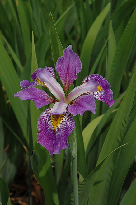 WP Iris Southern Blue Flag 5in