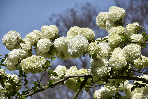 Viburnum 'Chinese Snowball' 7G