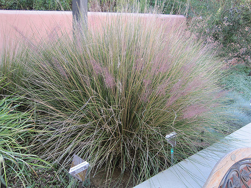 Grass Muhly 'Pink' QT