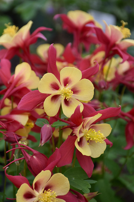 Columbine 'Earlybird Red/Y' 1G