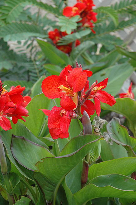 Canna 'Tropical Red' 1G