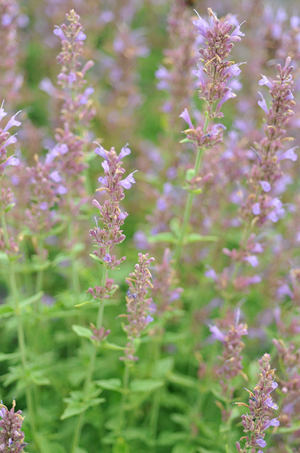 Agastache 'Sunrise Blue' 1G