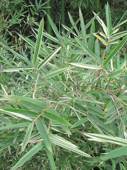Bamboo 'Silverstripe' 2G