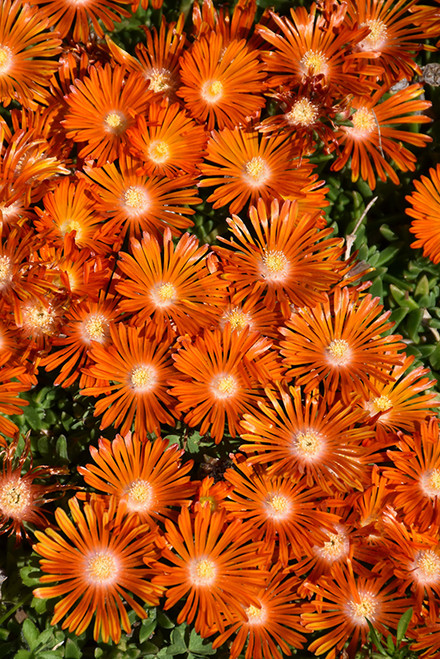 Ice Plant 'O/S Orange Vibe' 1G