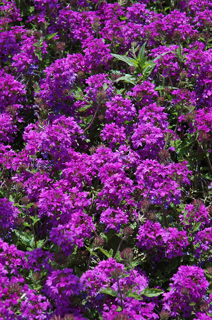 Verbena 'Homestead Pink' 1G