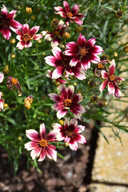 Coreopsis BB 'Star Cluster' QT