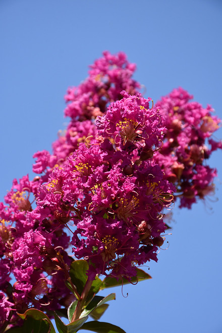 Crape Myrtle 'Twilight' 15G