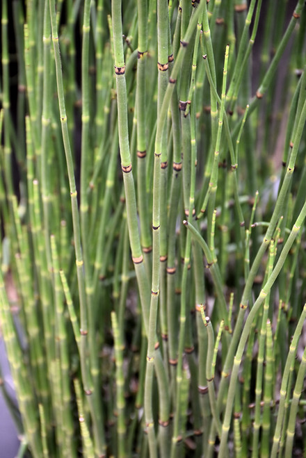 Grass Equ 'Horsetail' 6in/1G