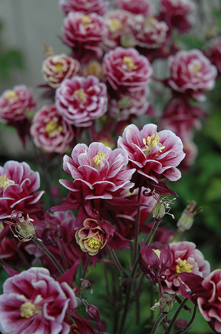 Columbine 'Winky Dbl Rd/Wt' 1G