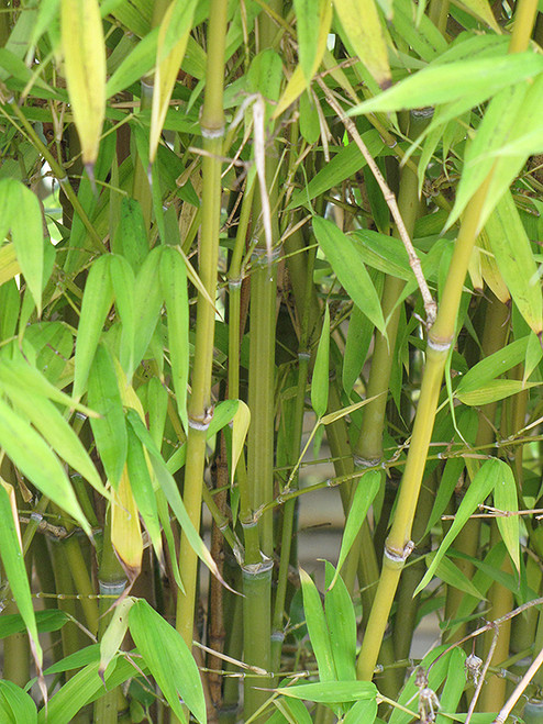Bamboo 'Golden Goddess' 7G