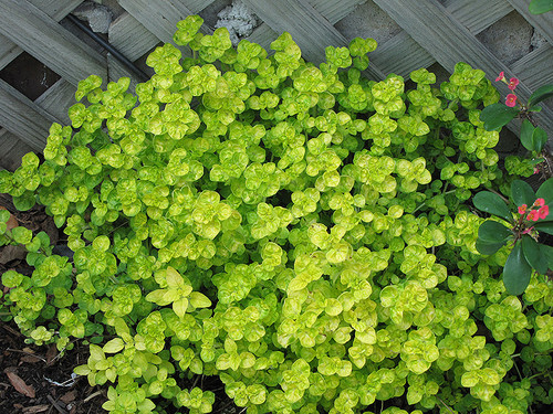 Marjoram Golden GG3.5in