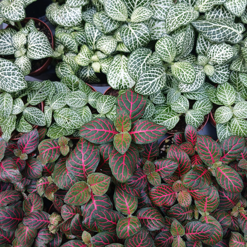 Foliage Assorted 2in