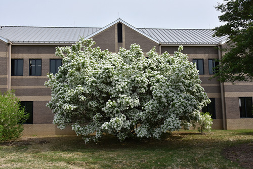 Fringe Tree 'China Snow' 15G