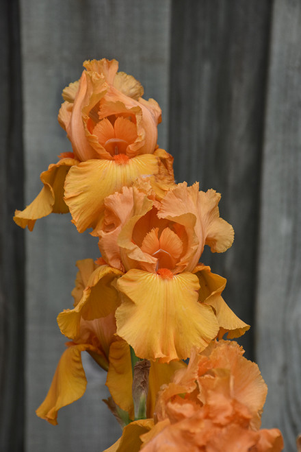 Iris g. 'Savannah Sunset' 1G