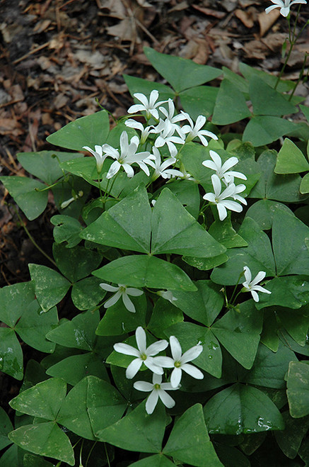 Oxalis (Shamrock) Assorted 6in