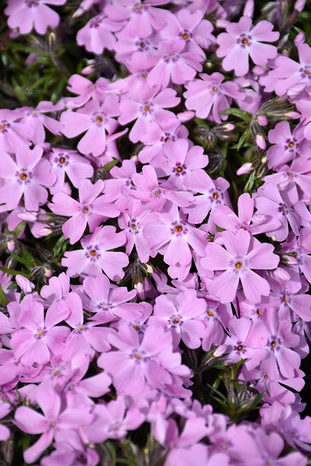 Creeping Phlox 'Ronsdorfer' QT