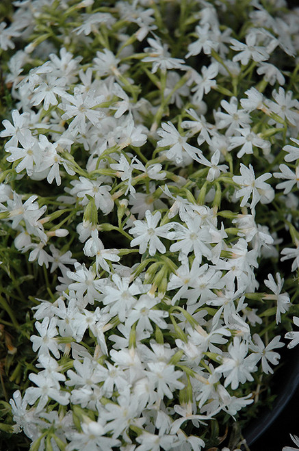 Creeping Phlox 'Snowflake' QT