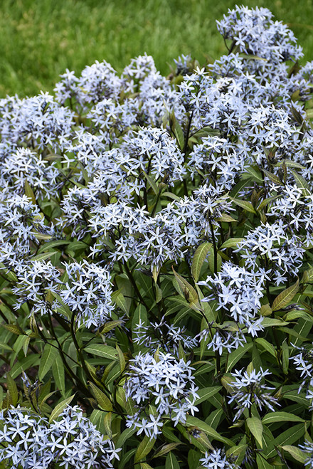 Amsonia 'Storm Cloud' 1GPW