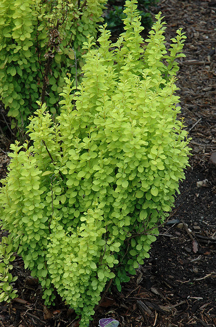 Barberry S J 'Gold Pillar' 2PW