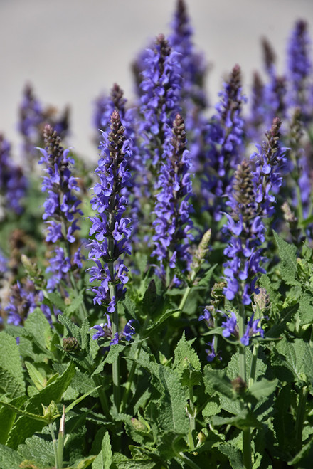 Salvia 'Blue Hill' QT