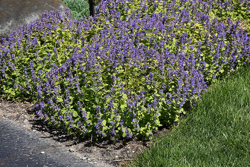 Catmint 'Chartreuse Loose' 1G