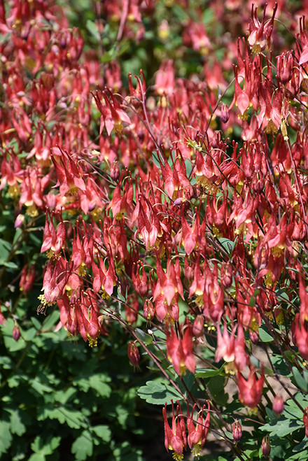 Columbine 'Little Lanterns' QT