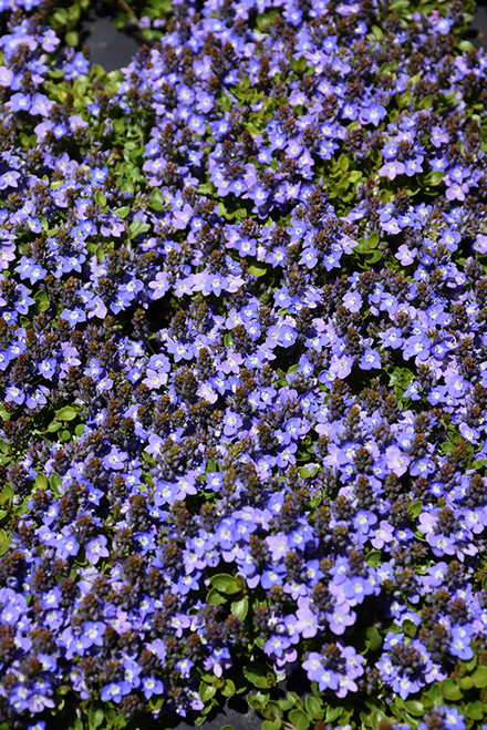 Speedwell Turkish TT4.5in