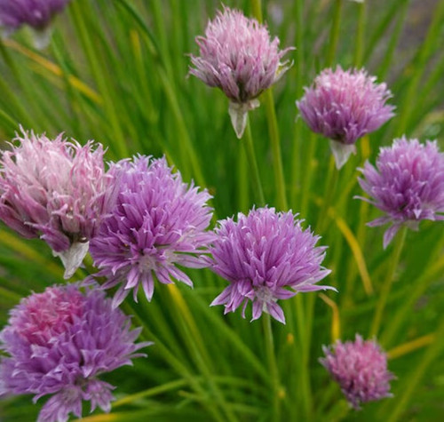 Allium 'One Purple One' 1G
