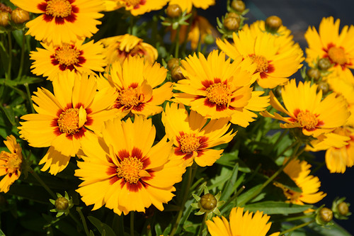 Coreopsis 'Bright Touch' 1G