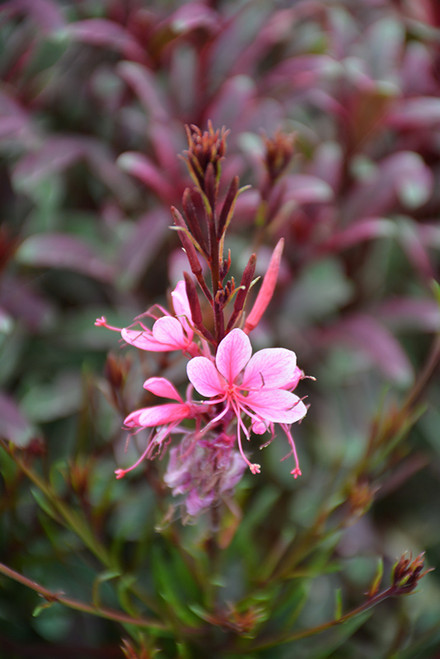 Gaura 'Belleza White' QT