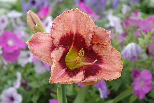 Daylily 'Daring Deception' R/B Daylily 'Daring Deception' R/B