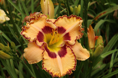 Daylily 'Lake of Fire' 1GPW Daylily 'Lake of Fire' 1GPW