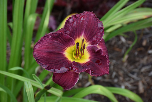 Daylily 'Nosferatu' 1GPW