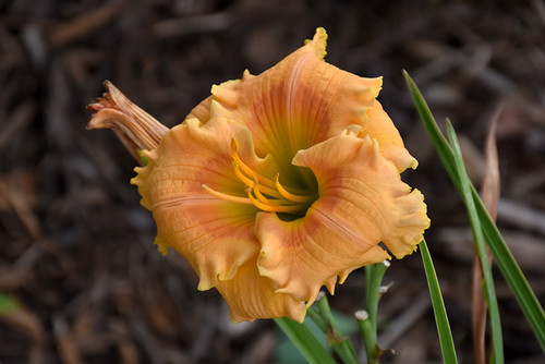 Daylily 'Orng Smoothie' R/B1PW Daylily 'Orng Smoothie' R/B1PW