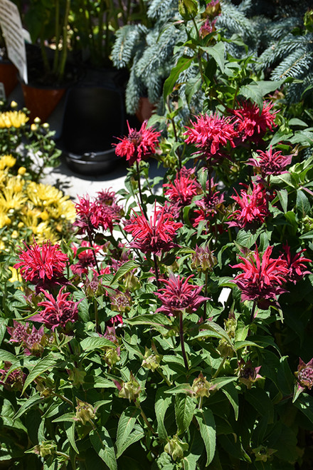 Bee Balm 'Bee Mine Red' 1G