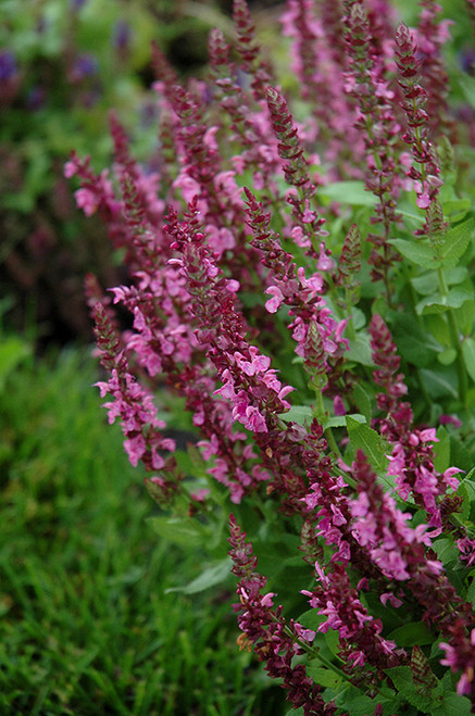 Salvia Sensation 'Deep Rose'1G