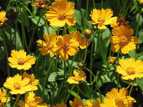 Coreopsis 'Nana' QT